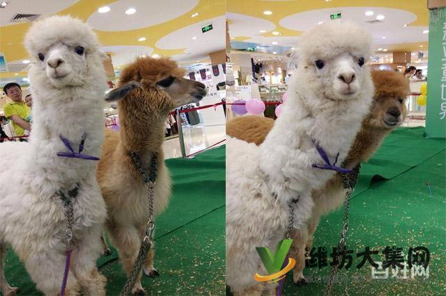 濰坊海洋生物租賃、萌寵動物租賃，百鳥展出租